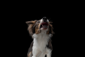 border collie funny portrait with tongue. happy dog in studio on black background. 
