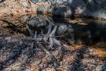 Driftwood laying on rocky shore of shallow river