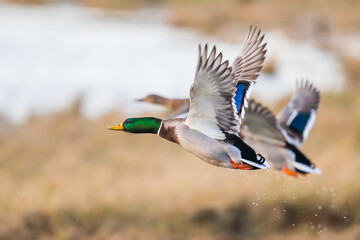 Obraz premium Fat Drake Mallard Takes Off Into the Morning Sun