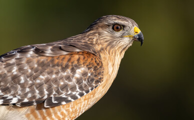 Fototapeta premium Red-shouldered Hawk in Florida 