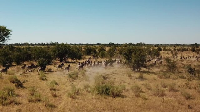 Aerial Fly Over View of a Large Herd  Lechwe Antelope,  Springbok and Zebras, Herd of Cape Buffalo Grazing and Running in the Okavango Delta, Botswana, Africa. Dron Shot