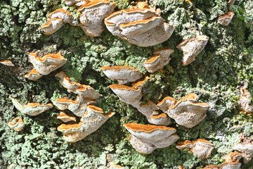 木に生えたキノコ（ウロコタケ）