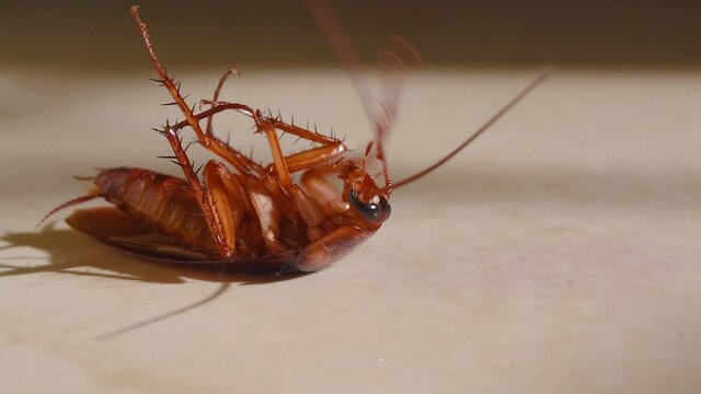 Cockroach lying upside down on floor in house and trying to get up on and stand close up, House cockroach lying upside down on floor carpet