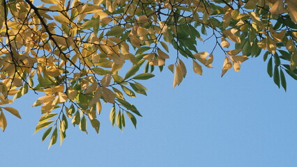 green and yellow leaves on blue sky