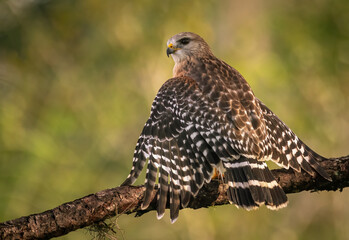 Obraz premium Red-shouldered Hawk in Florida 