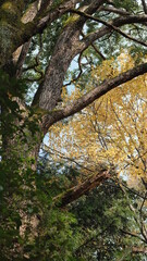 autumn in the woods