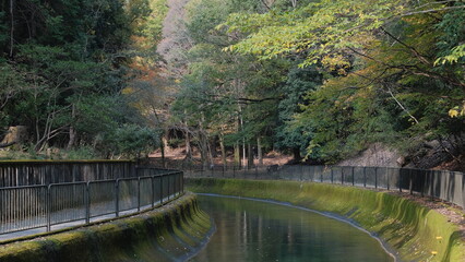 Fototapeta na wymiar view of the river through the trees in kyoto, japan