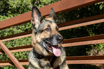 A portrait of a German Shepherd on a bridge