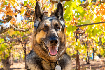 A portrait of a German Shepherd in a vineyard