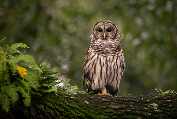 Barred Owl in Florida 