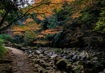 三重県赤目四十八滝　秋の紅葉
