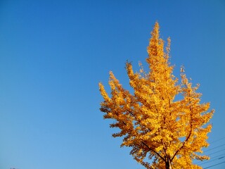日本の風景、秋、紅葉