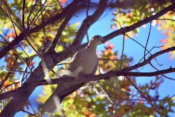 The bird in the fall season