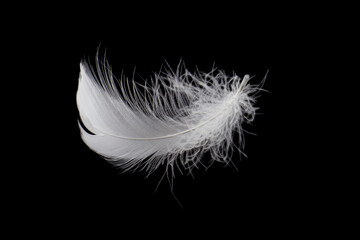 Soft light fluffy a white feather isolated on black background.