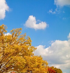 Fototapeta na wymiar 日本の風景、秋、紅葉