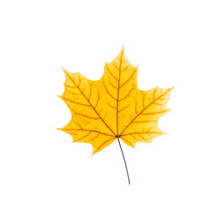 cut out fall leaf. yellow maple leaf isolated on a white background. fall minimal concept. autumn design element