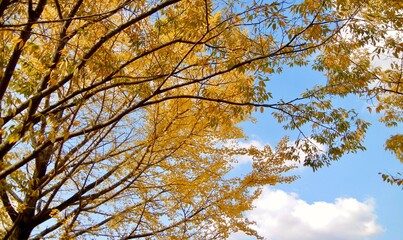 日本の風景、秋、紅葉