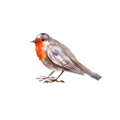 watercolor drawing bird