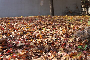 fallen autumn leaves