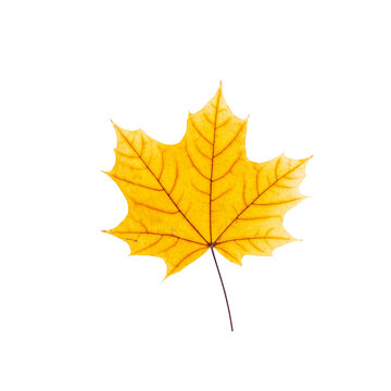 cut out fall leaf. yellow maple leaf isolated on a white background. fall minimal concept. autumn design element