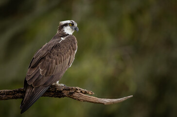 Fototapeta premium Osprey in Florida Portrait 