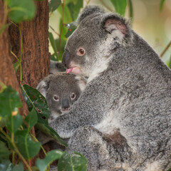 Koala cuddles its baby joey amongst foliage in Queensland, Australia. 