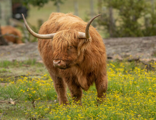 Long haired highland cattle in a meadow of flowering yellow wild flowers in rural New South Wales,...