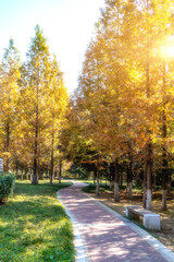 Naklejka premium Yellow ginkgo forest in Jinqiu Park