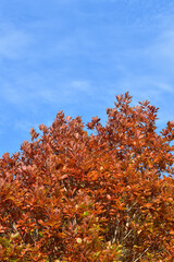色づいた葉と青空