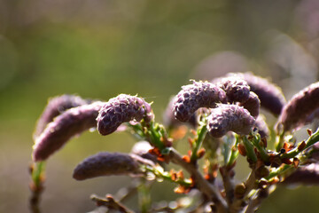 フジの固いつぼみ