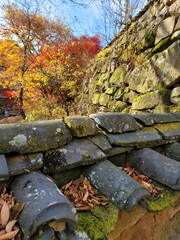 moss and fallen leaves on a tile