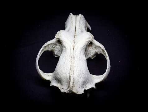 Dog skull, back view, isolated on black background. Animal skull.