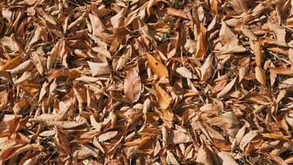 background of many dry leaves