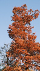 very tall autumn tree with orange leaves against the pale blue sky