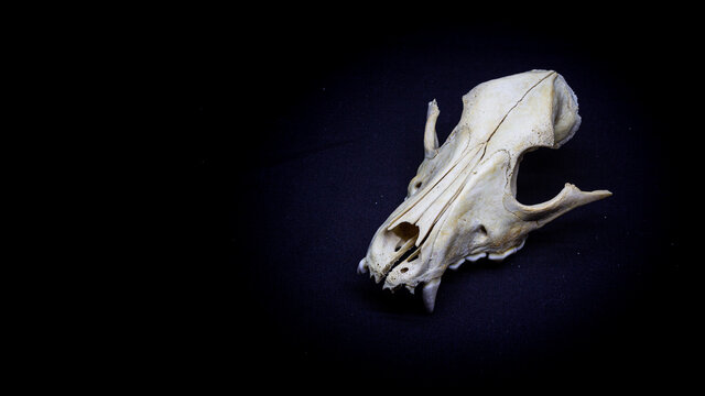 Skull of a dog, bottom view, isolated on black background. Animal skull.