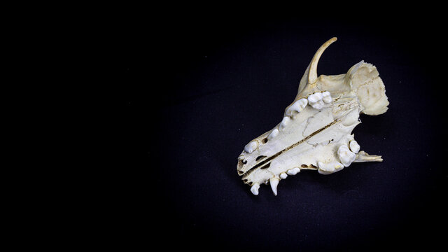 Skull of a dog, bottom view, isolated on black background. Animal skull.