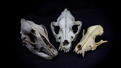 Obraz premium three skulls of different dogs isolated on black background. Animal skull.