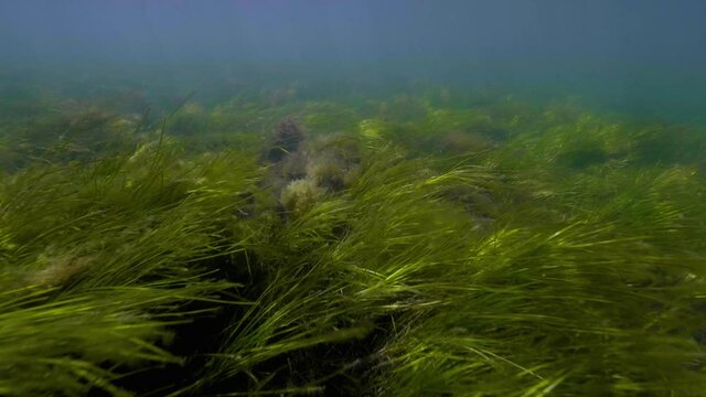 Sea grass underwater slow motion cinematic