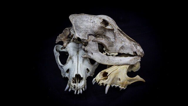three skulls of different dogs stacked on top of each other, isolated on black background. Animal skull.