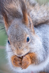 The squirrel with nut sits on a tree in the winter or autumn