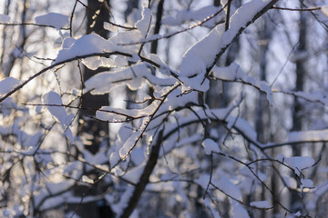 White snow on a bare tree branches on a frosty winter day, close up.  Snowy branches with ice crystals. Natural background.