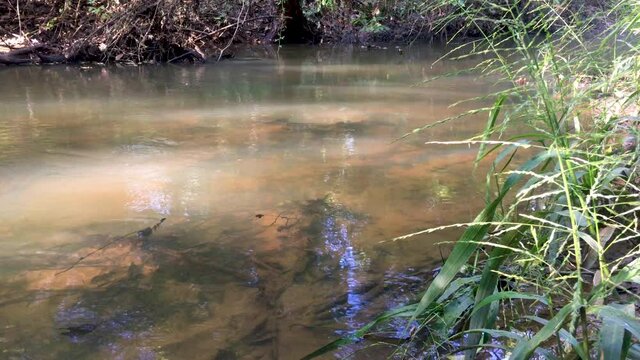 An early morning shot of a hidden creek surrounded by brushy green growth in Eastern Texas. Steam rises from the surface as the sun shines through the crisp cool morning onto the water. 
