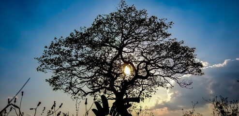 sunset and tree