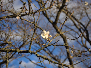 冬桜