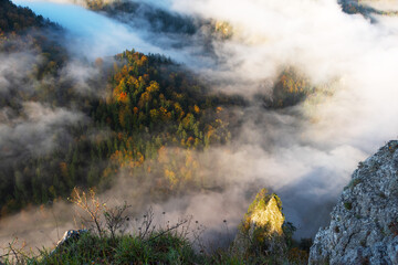 Fog in the mountain forest with yellow and red leaves, top view	