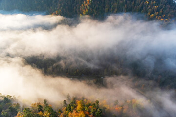 Fog in the mountain forest with yellow and red leaves, top view	