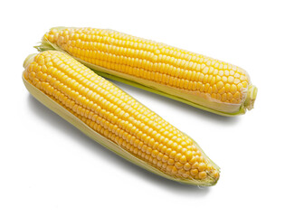 Fresh corn cobs on white background
