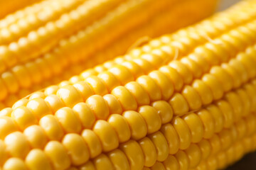Fresh corn cobs, closeup view