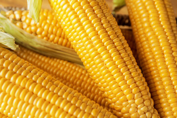 Fresh corn cobs as background