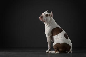 The dog on black. Beautiful spotted pit bull terrier. White-red color. Pet indoors